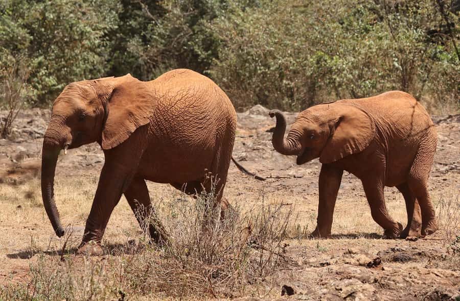Nairobi: Elephant Orphanage Trust and Giraffe Center Tour - Price and logistics: what’s included, what’s extra at the gate