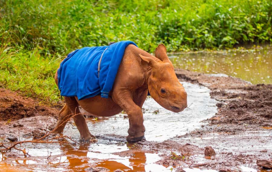 Nairobi: Elephant Orphanage Trust and Giraffe Center Tour - Getting the best views: how the guide can shape your whole day