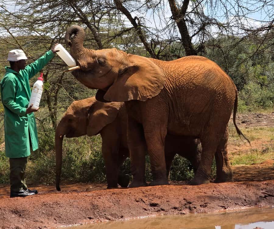 Nairobi: Elephant Orphanage Trust and Giraffe Center Tour - FAQ