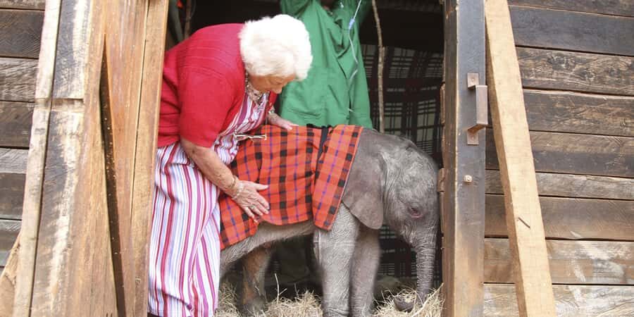 Nairobi: Elephant Sanctuary and Giraffe Center Day Tour - Key moments that make this Nairobi day tour work