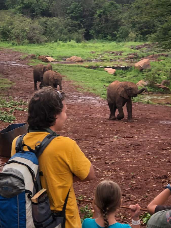Nairobi: Elephant Sanctuary and Giraffe Center Day Tour - The smartest Nairobi combo: orphan elephants + giraffes in one half-day