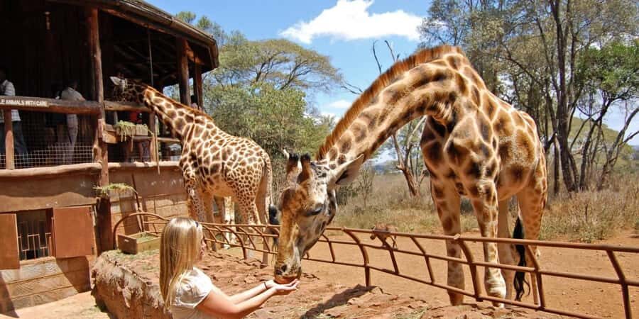 Nairobi: Elephant Sanctuary and Giraffe Center Day Tour - David Sheldrick Wildlife Trust: hearing each orphan elephant’s story