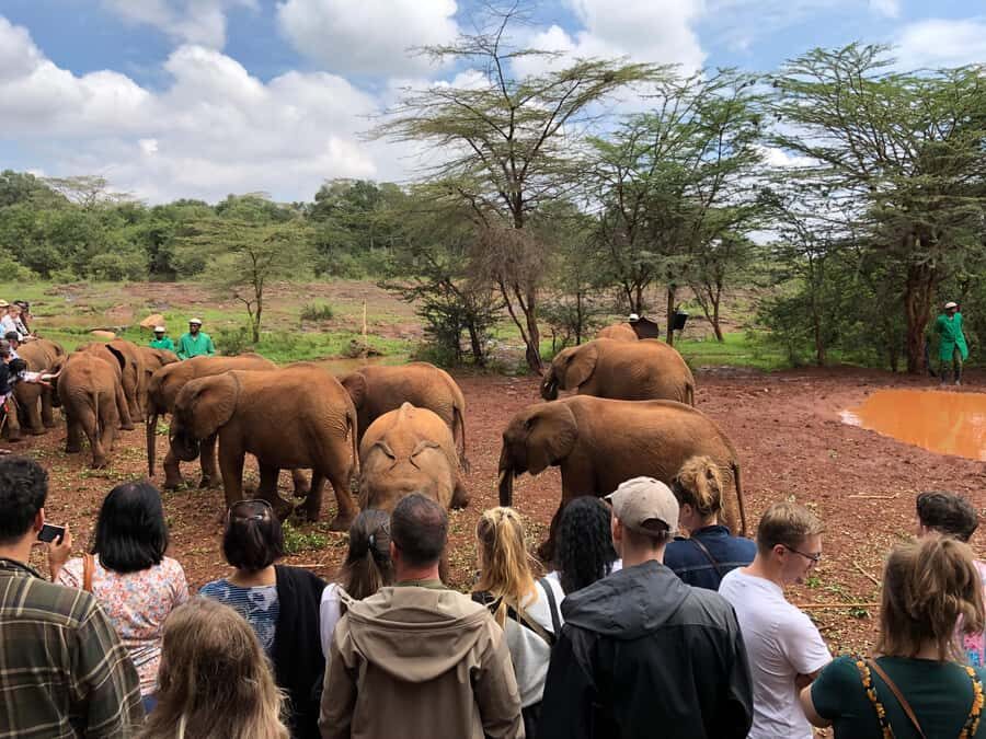 Nairobi: Elephant Sanctuary and Giraffe Center Day Tour - Giraffe Centre Rothschild feeding: what you’ll learn while you feed