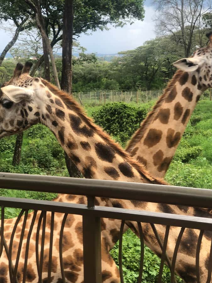 Nairobi: Elephant Sanctuary and Giraffe Center Day Tour - Lunch time back in Nairobi, plus a possible craft stop