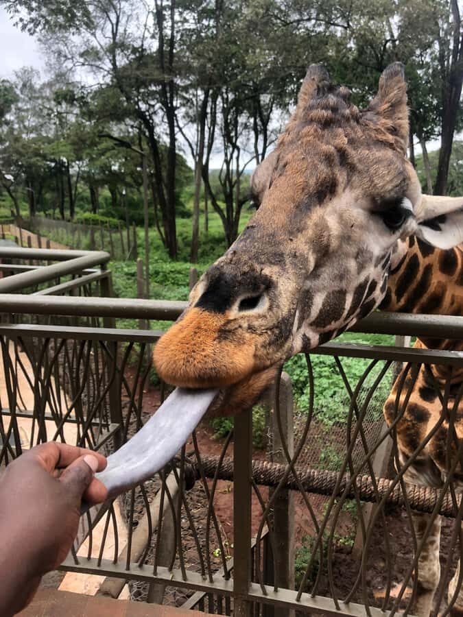 Nairobi: Elephant Sanctuary and Giraffe Center Day Tour - Final call: should you book the Nairobi Elephant Sanctuary and Giraffe Centre tour?