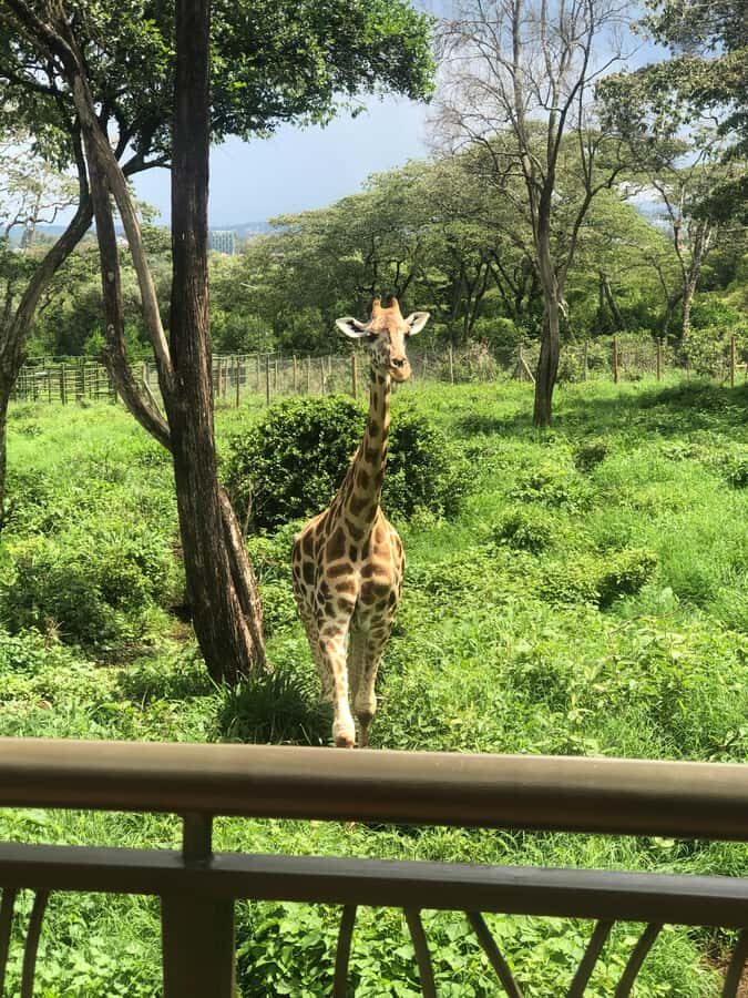 Nairobi: Elephant Sanctuary and Giraffe Center Day Tour - FAQ