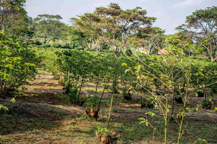 Nairobi: Guided Coffee Farm Tour with Tastings - Quick Hits (What You’ll Remember)