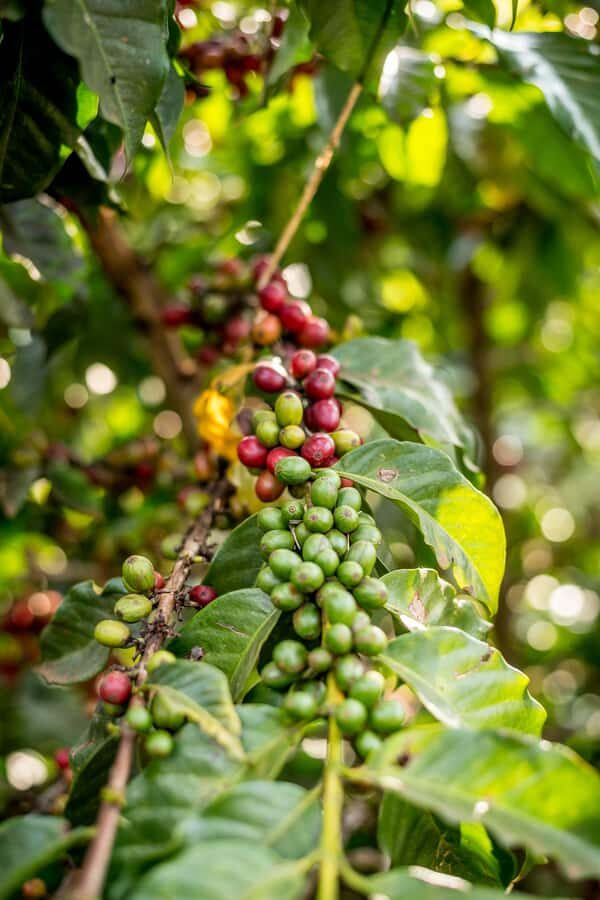 Nairobi: Guided Coffee Farm Tour with Tastings - Entering the Coffee Farm Day: Pickup, Timing, and First Impressions