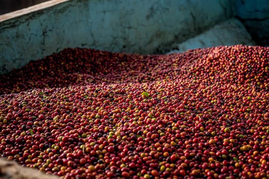 Nairobi: Guided Coffee Farm Tour with Tastings - Arriving at the Plantation: Farm Walk, Varieties, and Farmer Conversation
