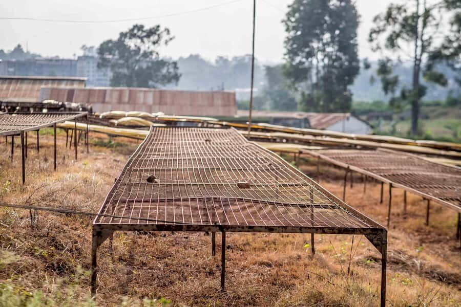 Nairobi: Guided Coffee Farm Tour with Tastings - The Liquor Room Smell Games: Learning Coffee Flavors Before You Taste