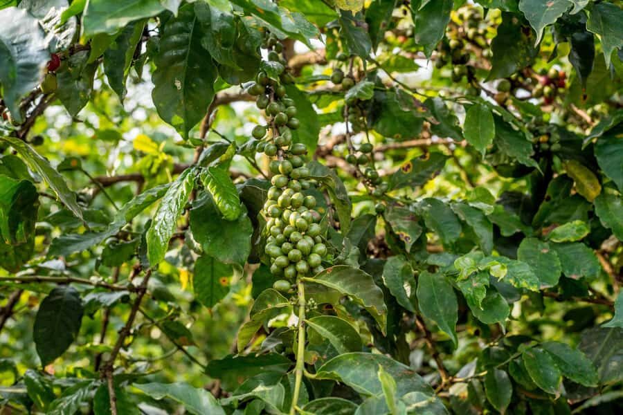 Nairobi: Guided Coffee Farm Tour with Tastings - Snack and Wrap-Up: Leaving with a Cup, Not Just Photos