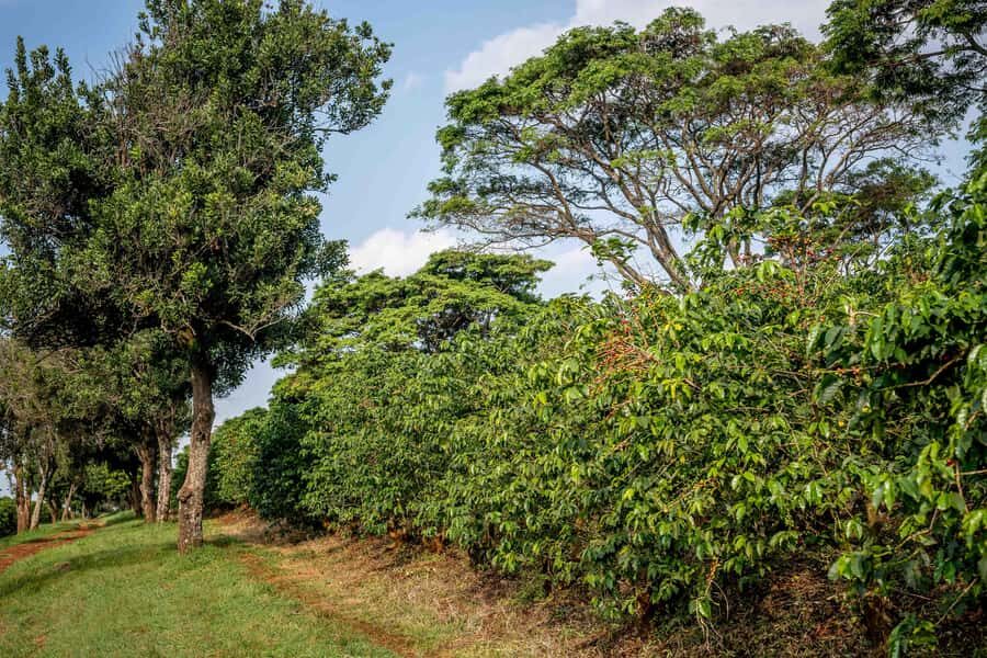 Nairobi: Guided Coffee Farm Tour with Tastings - Who This Tour Fits Best (and Who Should Skip)