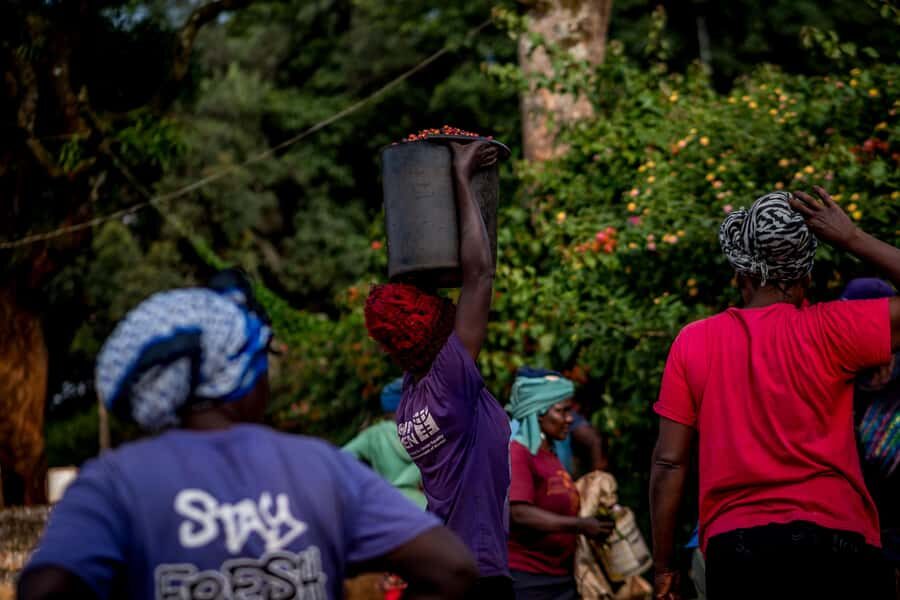Nairobi: Guided Coffee Farm Tour with Tastings - Nairobi Coffee Context: Why the Story Matters Before You Walk Rows
