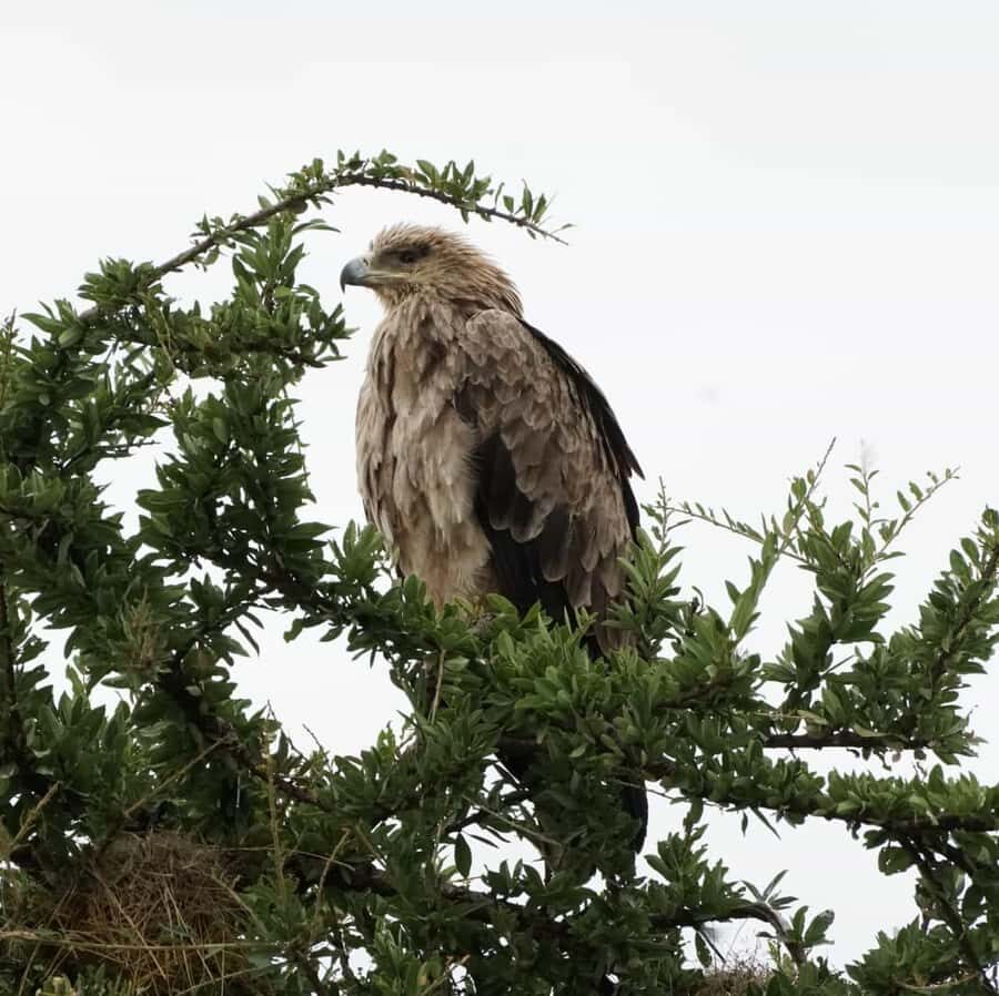 Nairobi: Hell's Gate National Park and Lake Naivasha Tour - Key Things I’d Prioritize on This Nairobi to Hell’s Gate and Naivasha Day