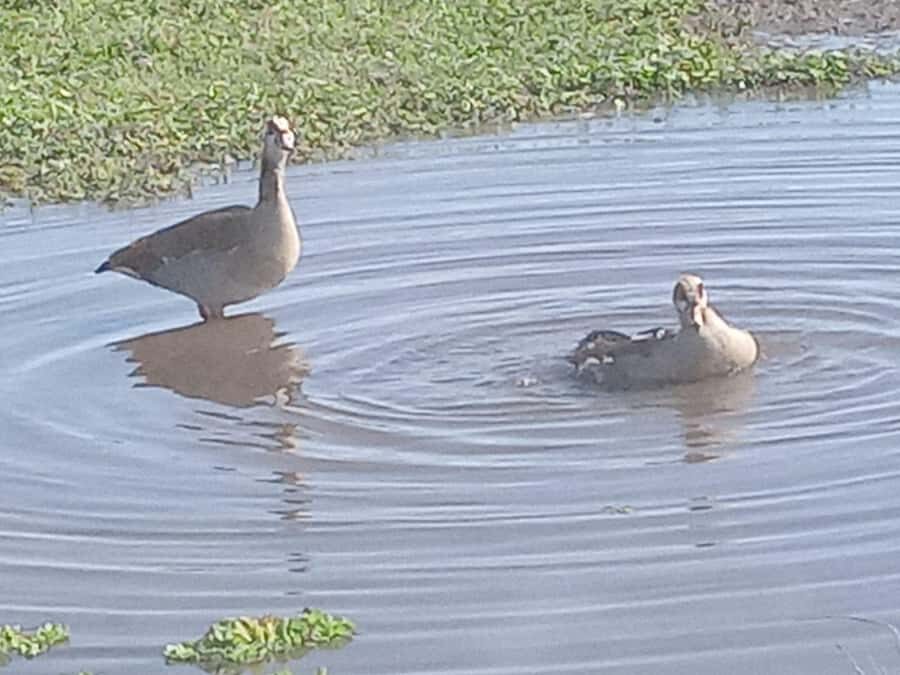 Nairobi: Hell's Gate National Park and Lake Naivasha Tour - Gorge Walk on Foot: Where the Park Turns From Scenic to Memorable