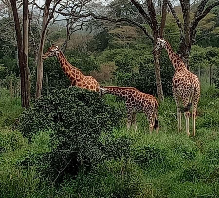 Nairobi: Hell's Gate National Park and Lake Naivasha Tour - Nairobi Pickup, Rift Valley Viewpoints, and Getting Out of Traffic