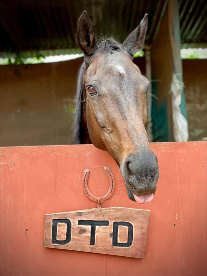 Nairobi: Karura Forest Horseback Riding Tour - Key highlights worth your attention