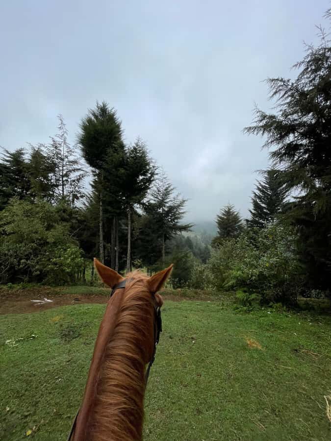 Nairobi: Karura Forest Horseback Riding Tour - Money and value: the $90 tour price plus park fees