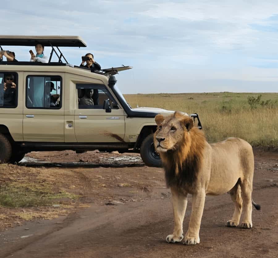 Nairobi: Nairobi National Park Half-Day Game Drive - What you can realistically see: rhinos, lions, giraffes, and more