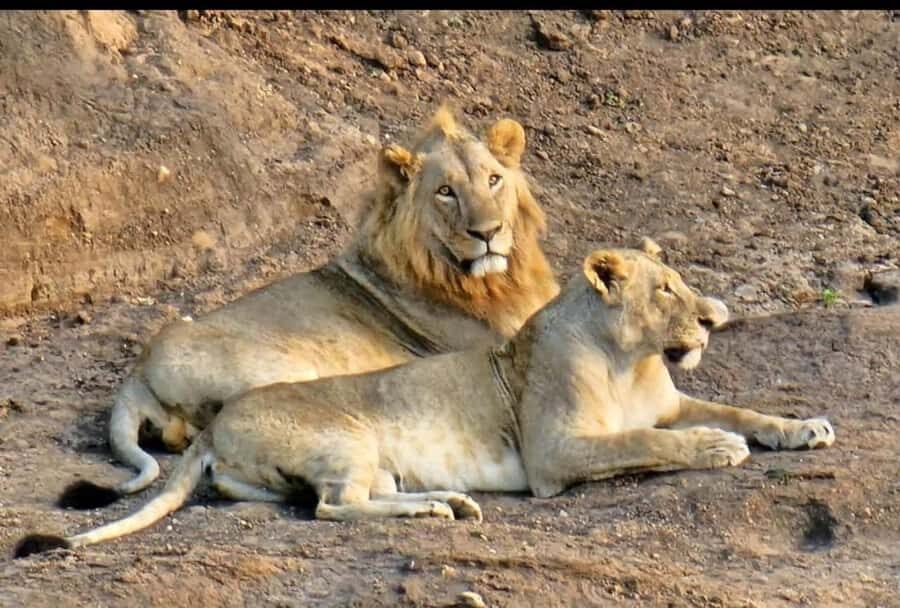 Nairobi: Nairobi National Park Half-Day Game Drive - Morning vs afternoon: the timing factor that changes everything