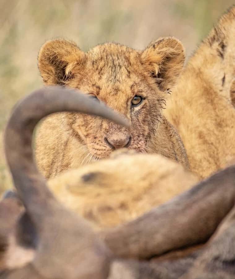 Nairobi: Nairobi National Park Half-Day Game Drive - Photos, sun, and comfort: small prep that makes a big difference