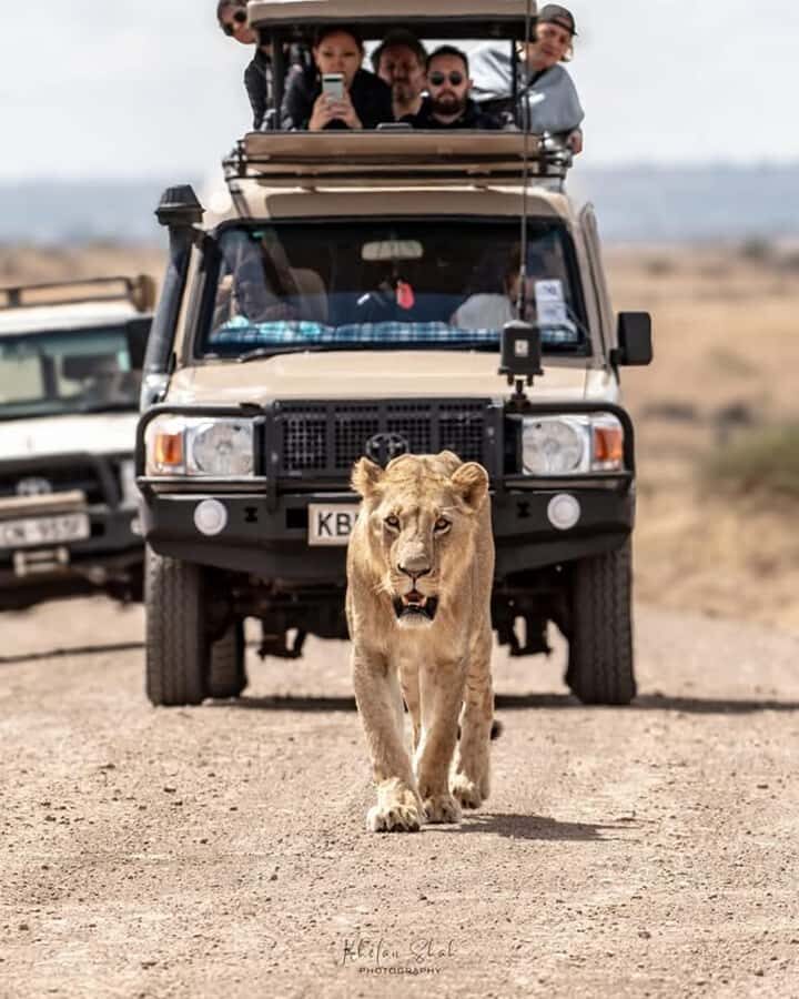 Nairobi: Nairobi National Park Half-Day Game Drive - The 4–5 hour flow: pickup, park time, and that extra stop