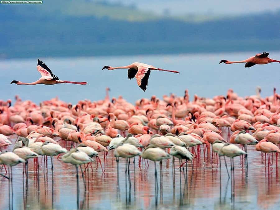 Nairobi: Nakuru National Park and Lake Naivasha Day Tour - Key Things I’d Prioritize on This Tour