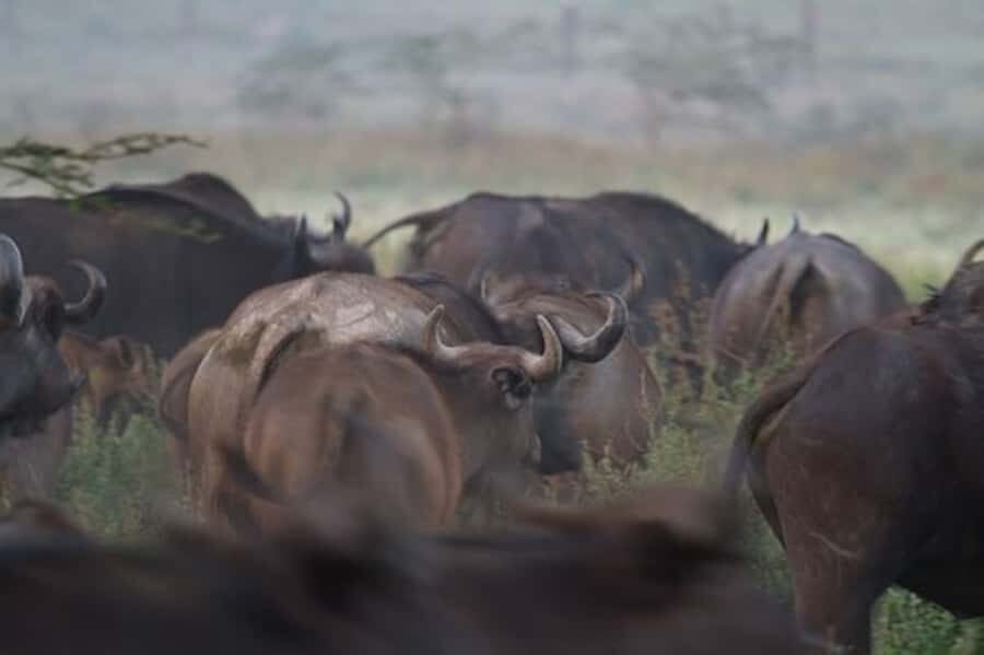 Nairobi: Nakuru National Park and Lake Naivasha Day Tour - Lunch at Lake Nakuru Lodge: Plan for Extra Cost and a Short Reset