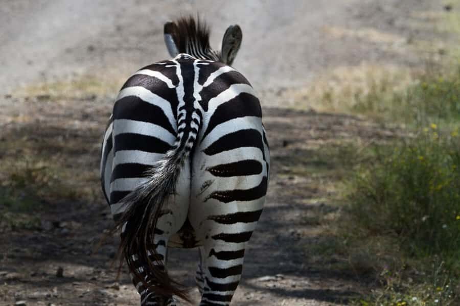 Nairobi: Nakuru National Park and Lake Naivasha Day Tour - The Afternoon Switch: From Safari Vehicle to Lake Naivasha Boat Time