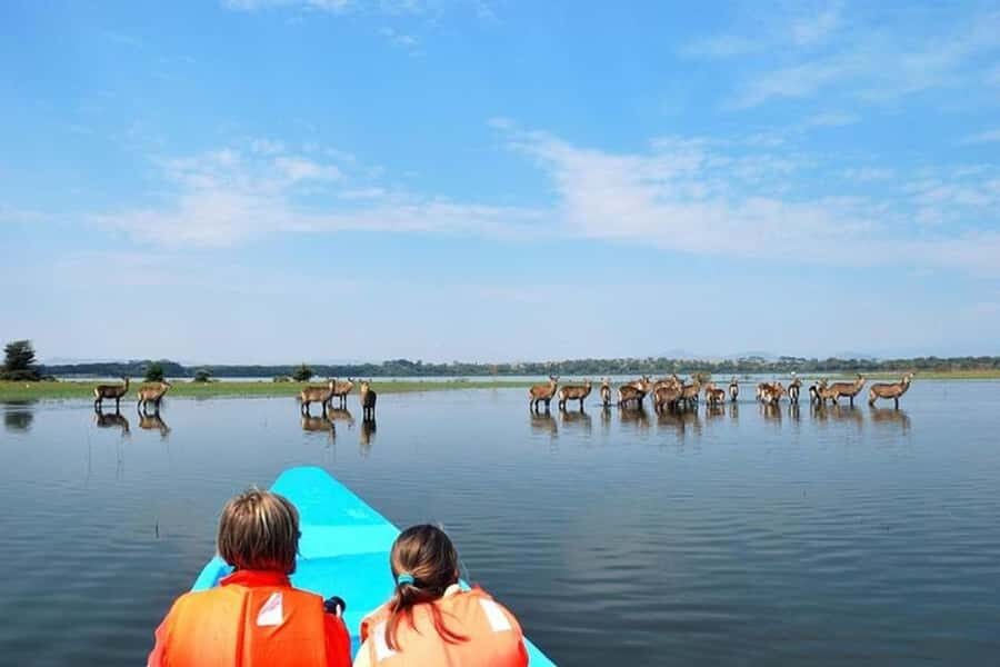 Nairobi: Nakuru National Park and Lake Naivasha Day Tour - Lake Naivasha by Long-Tail Boat: Hippos, Bird Watching, and Eagle Feeding