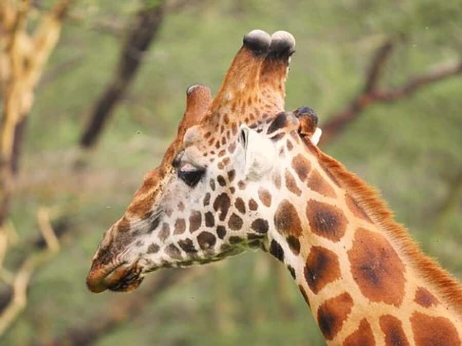 Nairobi: Nakuru National Park and Lake Naivasha Day Tour - The Private-Tour Details That Make the Day Feel Less Rushed