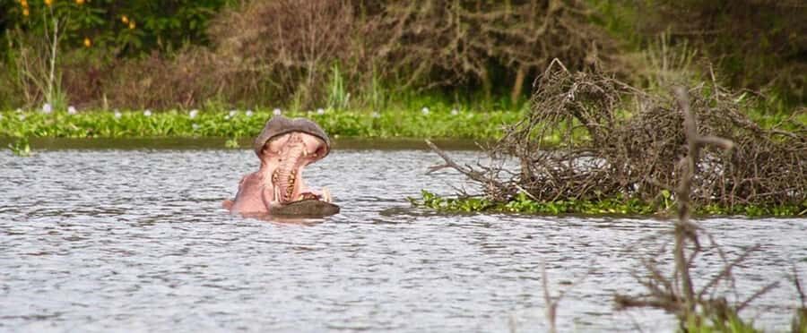 Nairobi: Nakuru National Park and Lake Naivasha Day Tour - What to Pack and How to Prepare for a Full Wildlife Day
