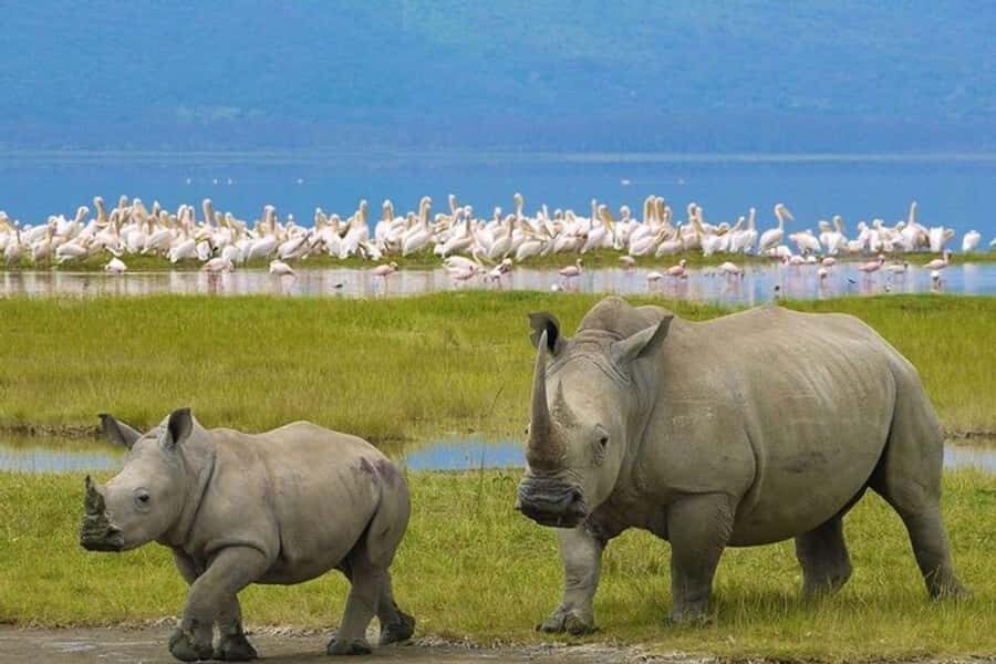 Nairobi: Nakuru National Park and Lake Naivasha Day Tour - Pickup From Haile Selassie Avenue and the Road to the Great Rift Valley Views