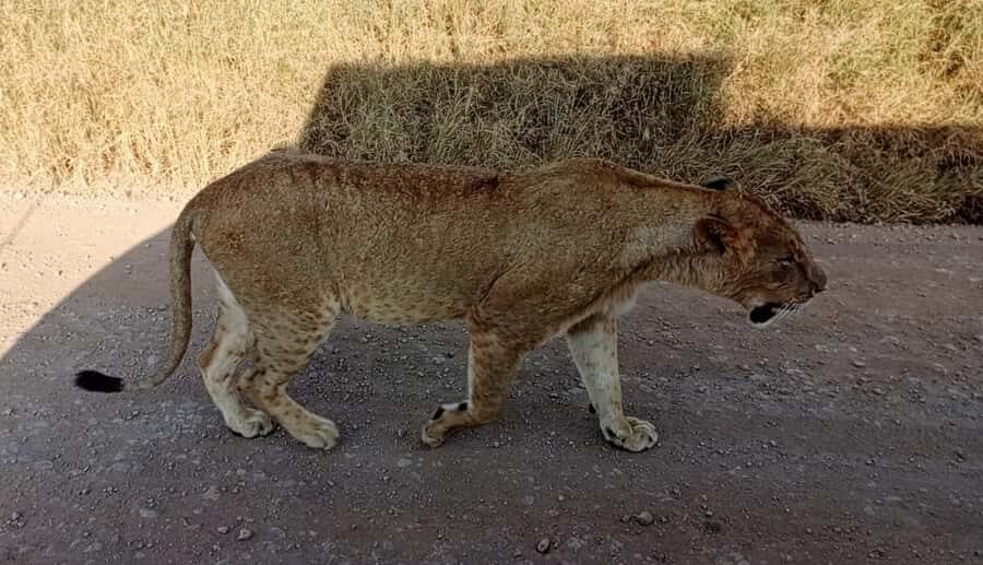 Nairobi National Park 5-hour Guided Game Drive Free Pick up - Key highlights you’ll care about