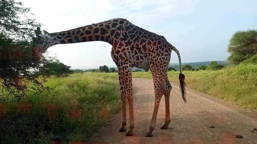 Nairobi National Park 5-hour Guided Game Drive Free Pick up - Should you book this Nairobi National Park game drive?