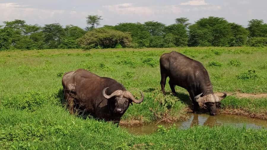 Nairobi National Park 5-hour Guided Game Drive Free Pick up - Nairobi National Park in 5 hours: the “quick safari” that feels real
