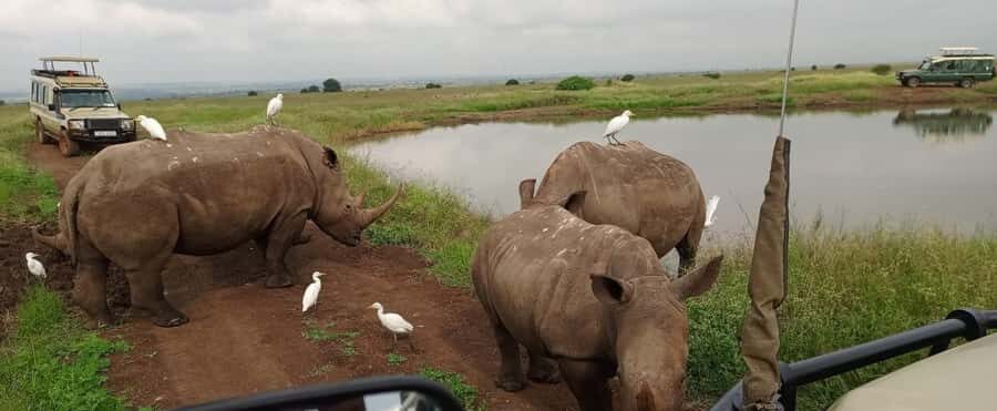 Nairobi National Park 5-hour Guided Game Drive Free Pick up - The 5-hour guided game drive: how the park experience is paced