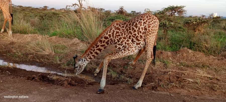 Nairobi National Park 5-hour Guided Game Drive Free Pick up - Wildlife spotting odds: lions, rhinos, and the role of time of day