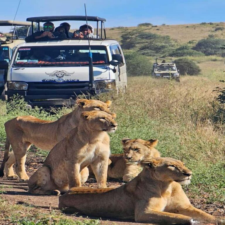 Nairobi National Park 5-hour Guided Game Drive Free Pick up - Pickup timing and the ride to the park entrance