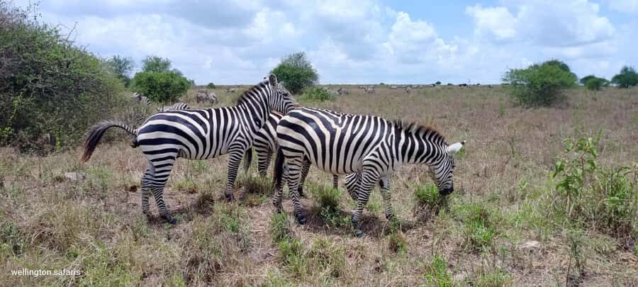 Nairobi National Park 5-hour Guided Game Drive Free Pick up - Price and park entry fees: the value math that matters