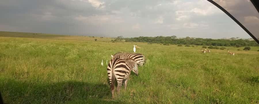 Nairobi National Park 5-hour Guided Game Drive Free Pick up - Who this safari is best for (and who should think twice)