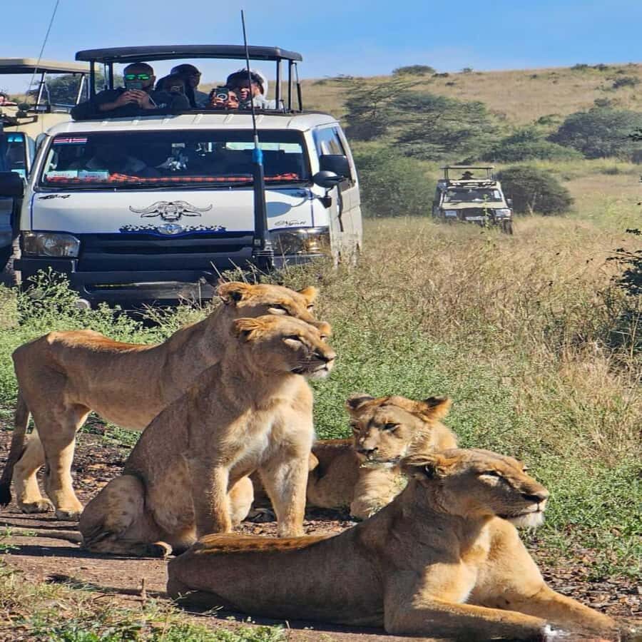 Nairobi National Park 5-hour Guided Game Drive Free Pick up - Pickup timing and the ride to the park entrance