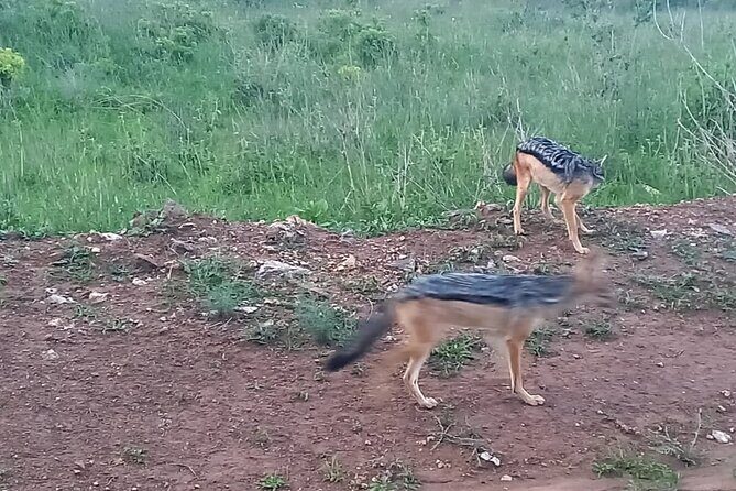 Nairobi National Park 6 am Group-Joining Game Drive - How Guides Make the Difference: Route Work and Targeted Spotting