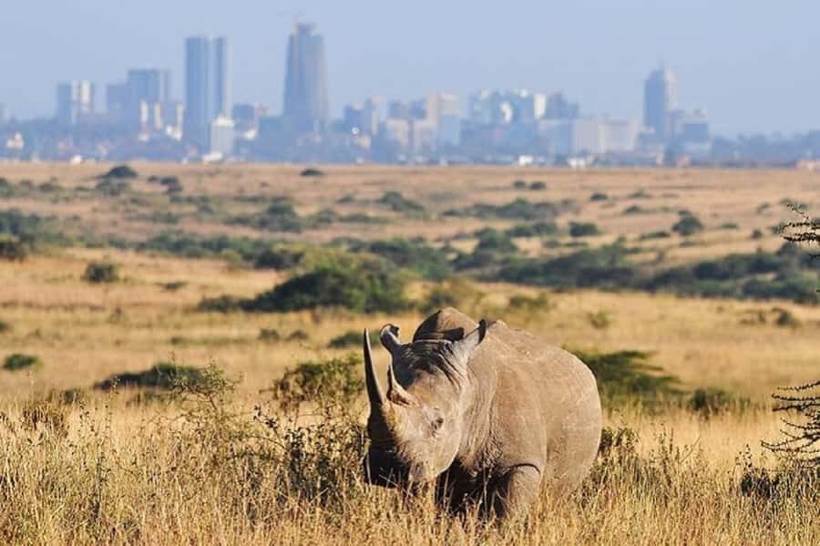 Nairobi national park and elephant orphanage - Key highlights you should care about