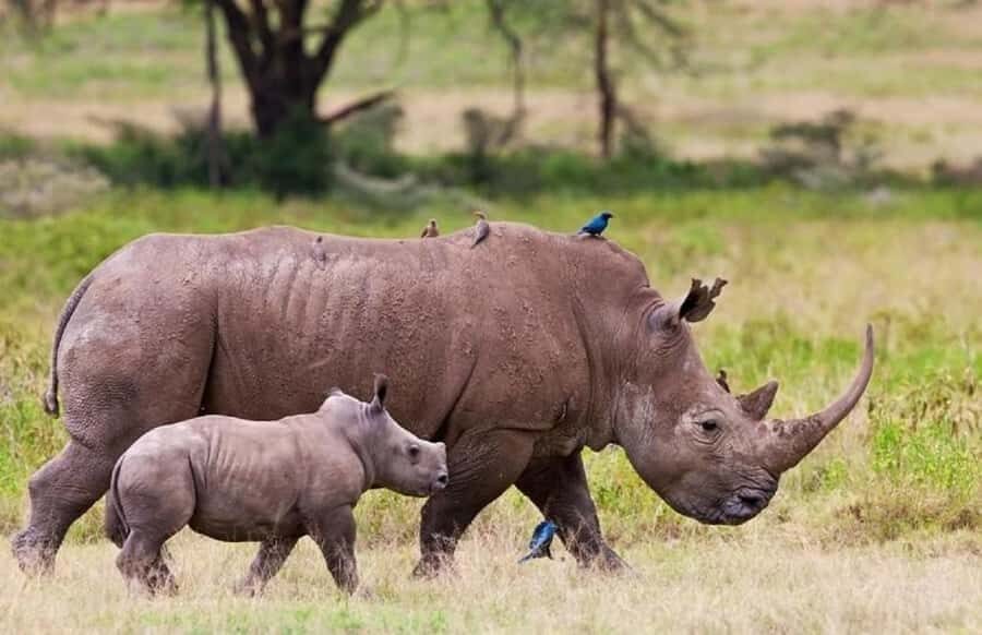 Nairobi national park and elephant orphanage - Nairobi National Park at 6:30 am: wildlife near the capital