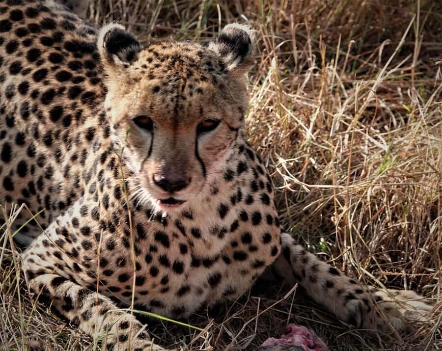 Nairobi national park and elephant orphanage - FAQ
