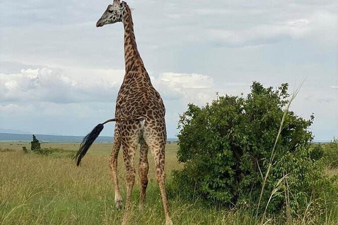 Nairobi national park and Giraffe center - Key highlights I’d plan around