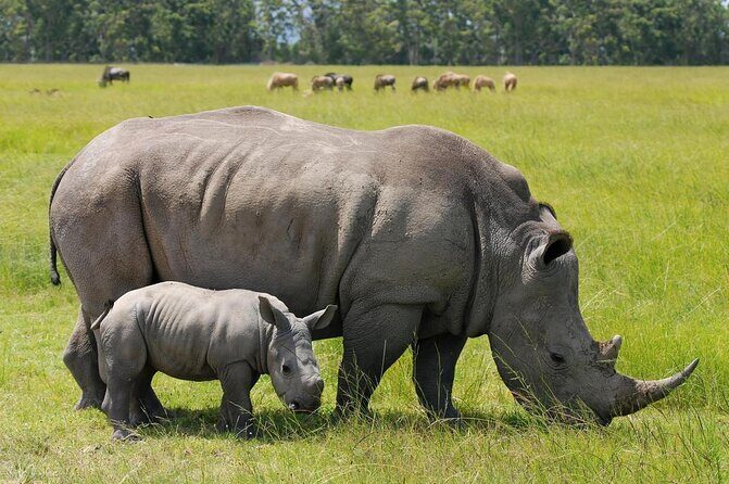 Nairobi national park and Giraffe center - Nairobi National Park and Giraffe Centre: the smart “mini safari” formula