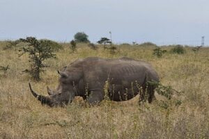Nairobi national park and Giraffe center - Stop 1 at Nairobi National Park: a main gate 3-hour game drive