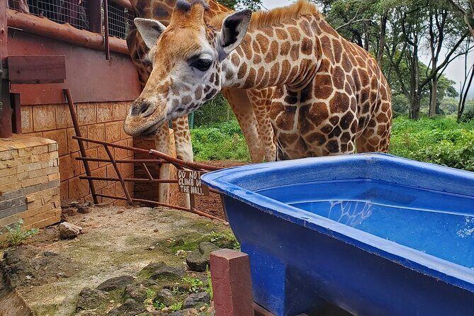 Nairobi national park and Giraffe center - Big Five targets: how to think about lions, rhinos, and buffaloes